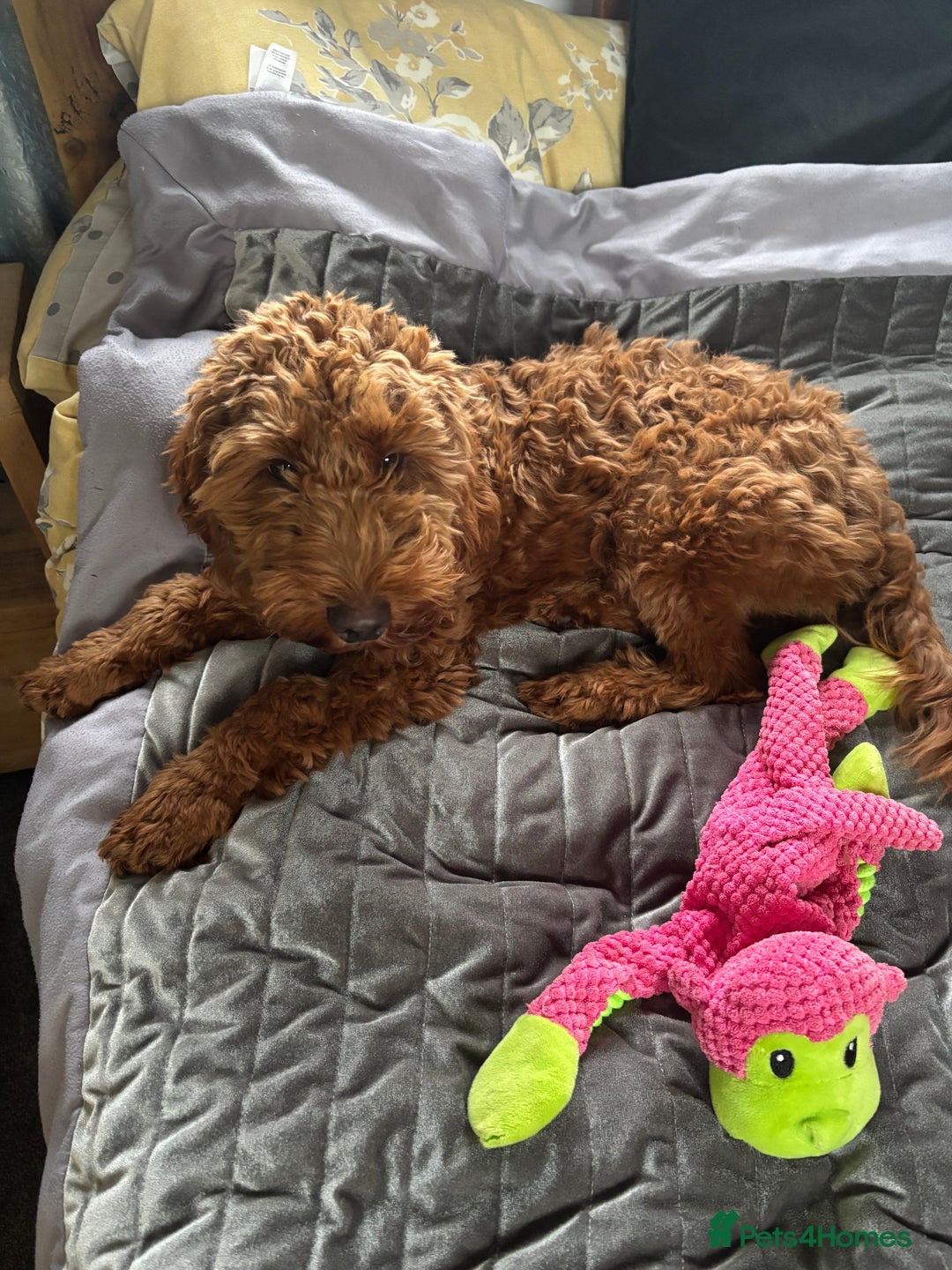 Cockapoo dogs for sale: Teddy cockapoo - Image 1