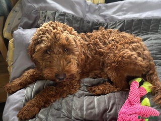 Cockapoo dogs - Advert 10