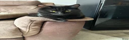 Mixed Breed cats for sale: Kittens  - Advert 5