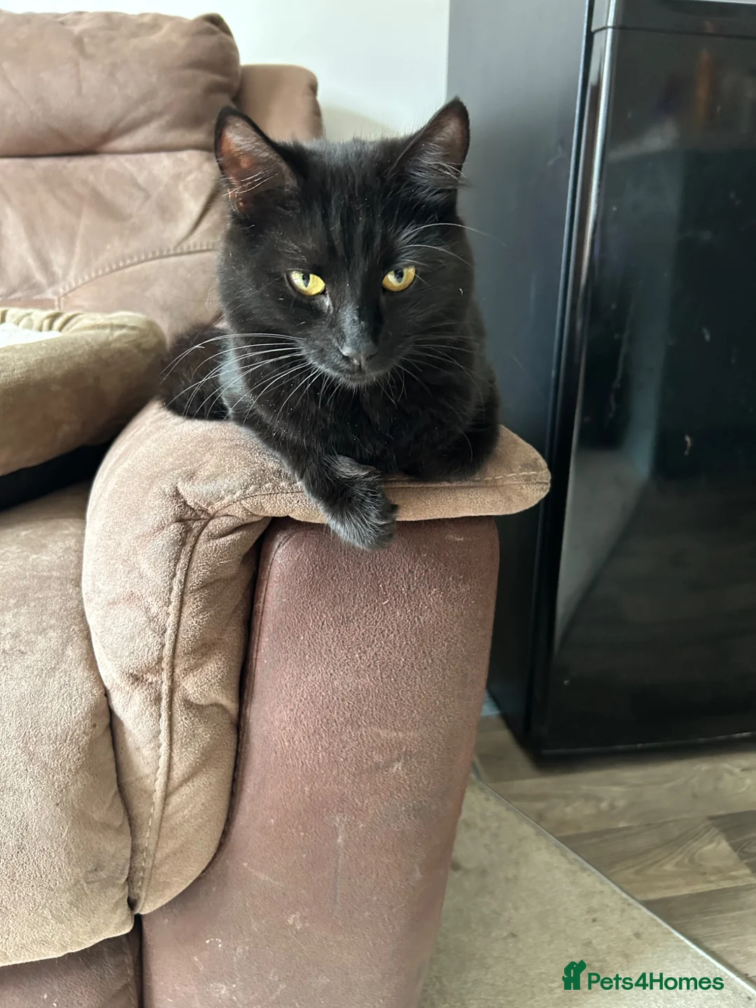 Mixed Breed cats for sale: Kittens  - Advert 5
