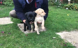 Labrador Retriever dogs for sale: Field Trial Bred Labrador Dog Puppies - Image 2