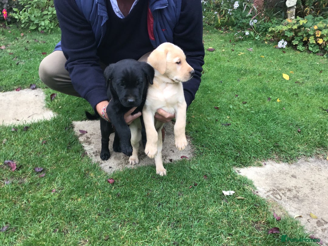 Labrador Retriever dogs for sale: Field Trial Bred Labrador Dog Puppies - Image 2
