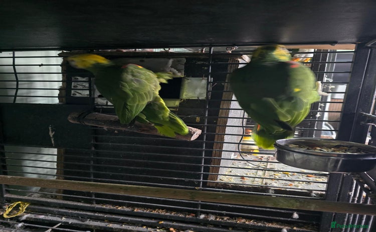 Parrots birds - Advert 3