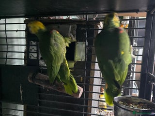 Parrots birds - Advert 28