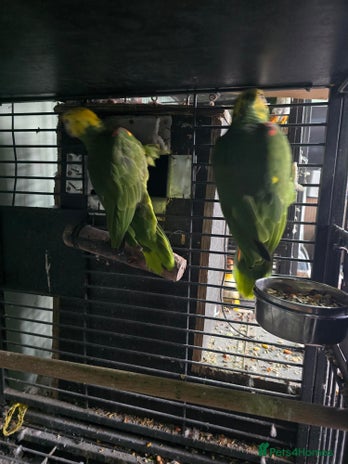 Parrots birds - Advert 3