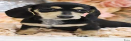 Miniature Dachshund dogs for sale: KC Miniature Dachshund Puppies - Advert 14