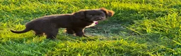 Mixed Breed dogs for sale: 2 left! Chihuahua x Cocker Spaniel cockerhuahua - Advert 12