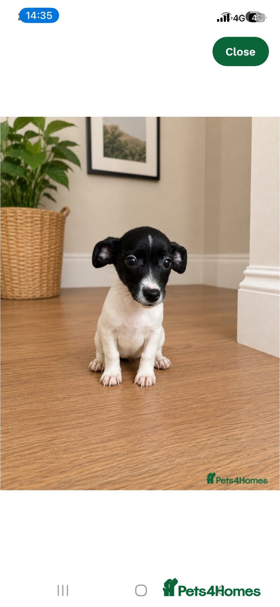 Jack Russell dogs Jack Russell - Advert 3