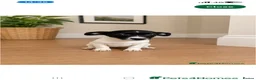 Jack Russell dogs for sale: Jack Russell - Advert 1