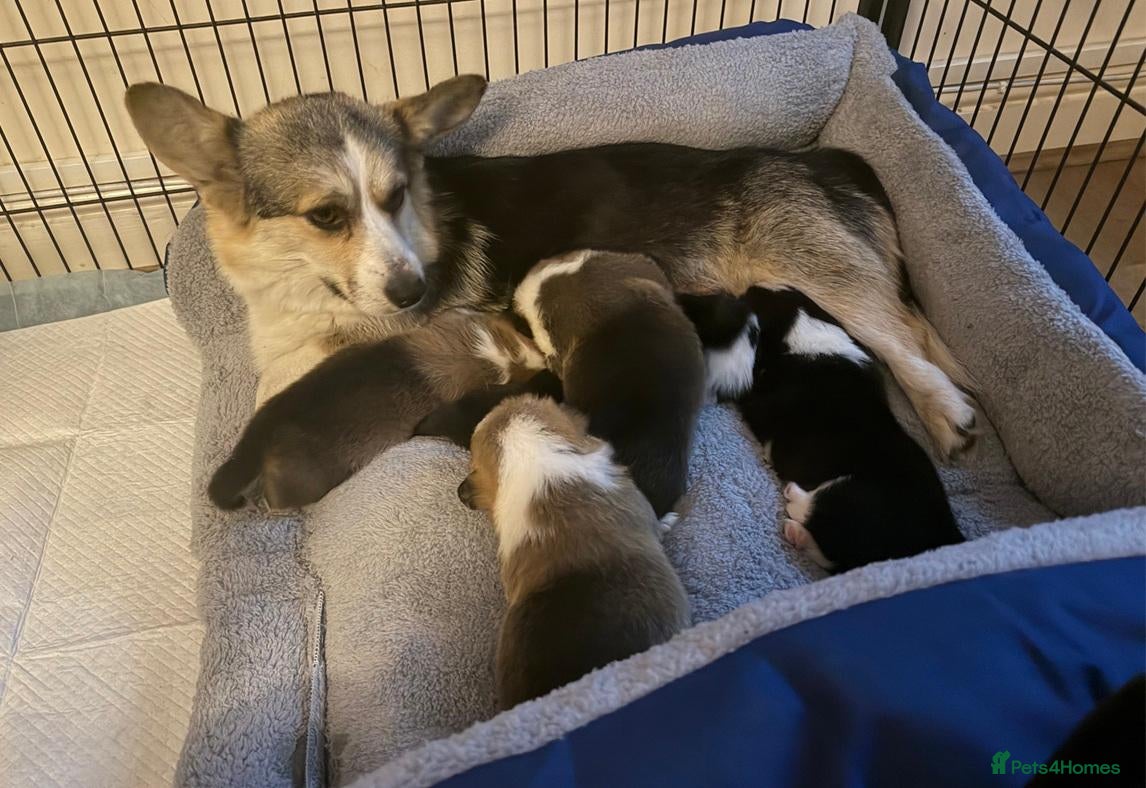 Welsh Corgi Pembroke dogs Pembroke Welsh Corgis ❤️2 Boys & 2 Tricolour Girls - Advert 4