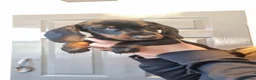 Miniature Dachshund dogs for sale: Ready to leave now!    - Advert 2