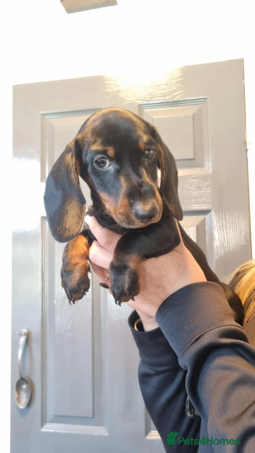 Miniature Dachshund dogs for sale: Ready to leave now!    - Advert 2