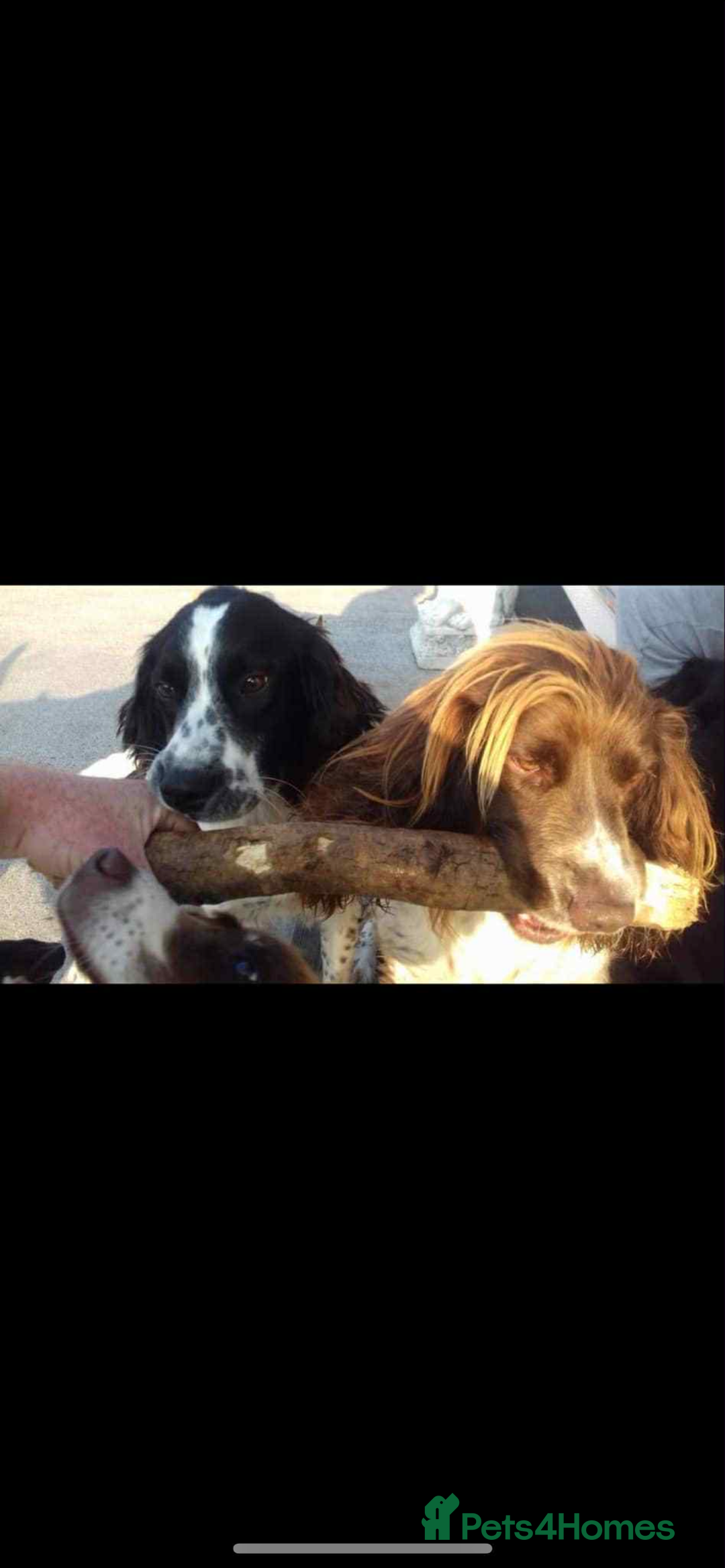 English Springer Spaniel dogs for sale: Springer spaniel - Image 2