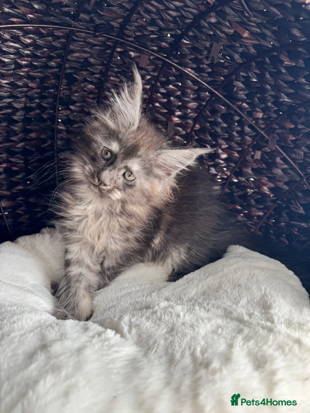 Maine Coon cats for sale: Black Smoke XL Maine Coon Female TICA Registered - Advert 2