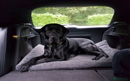 Labrador Retriever dogs for stud: Black Labrador Stud - Image 4