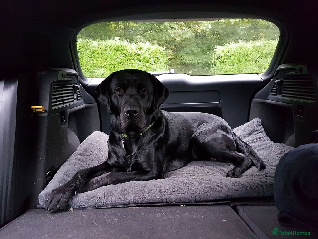Labrador Retriever dogs for stud: Black Labrador Stud - Image 4