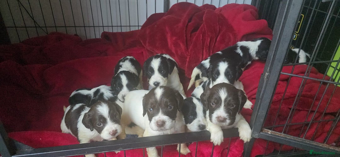 English Springer Spaniel dogs for sale: ⭐️ Ready Stunning KC DNA Vetted, home Ess Pups ⭐️ - Image 11