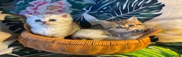 Munchkin cats for sale: Full Pedigree Munchkin Kittens - Advert 7