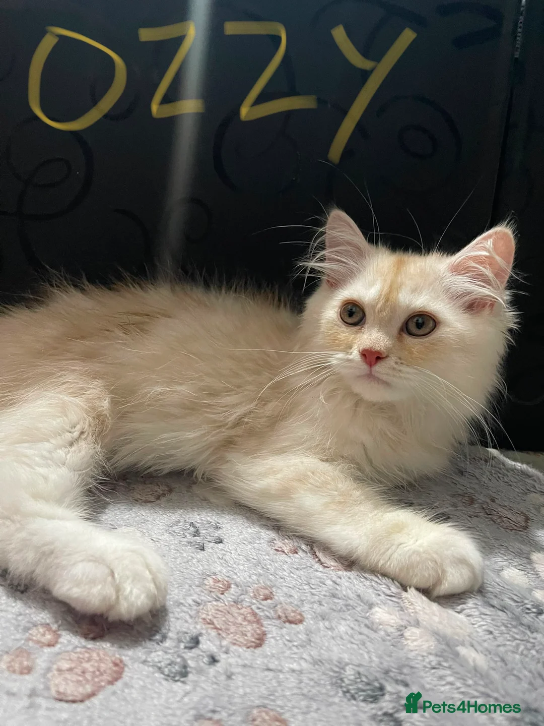 Ragdoll cats for sale: Stunning RARE ragdolls available (plus Persian) - Advert 6
