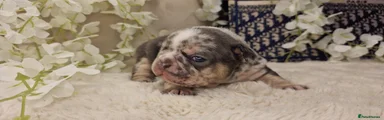 French Bulldog Puppy 2