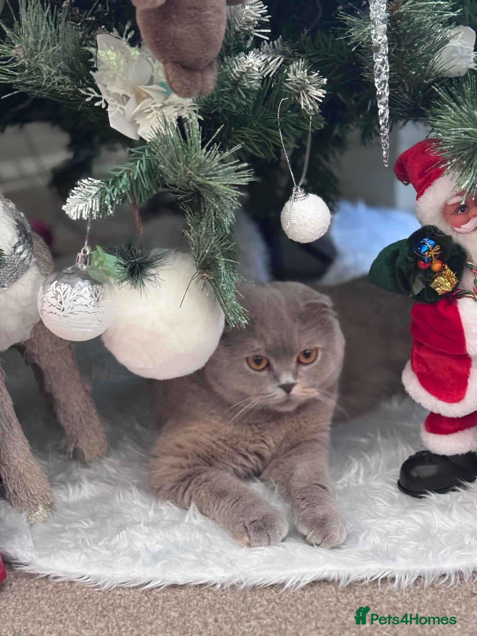 British Shorthair cats Gorgeous British Shorthair kittens  - Advert 1