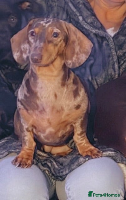 Miniature Dachshund dogs Miniature daschund puppies - Advert 12