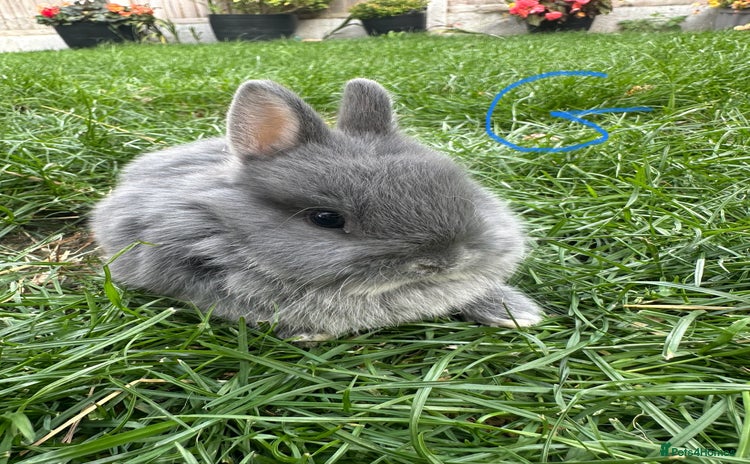 Netherland Dwarf rabbits - Advert 4