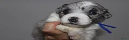 Australian Shepherd dogs for sale: Aussiedoodle puppies F1 health tested parents  - Advert 12