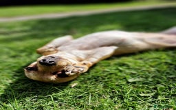 Mixed Breed dogs for sale: Looking for a forever home  - Image 12