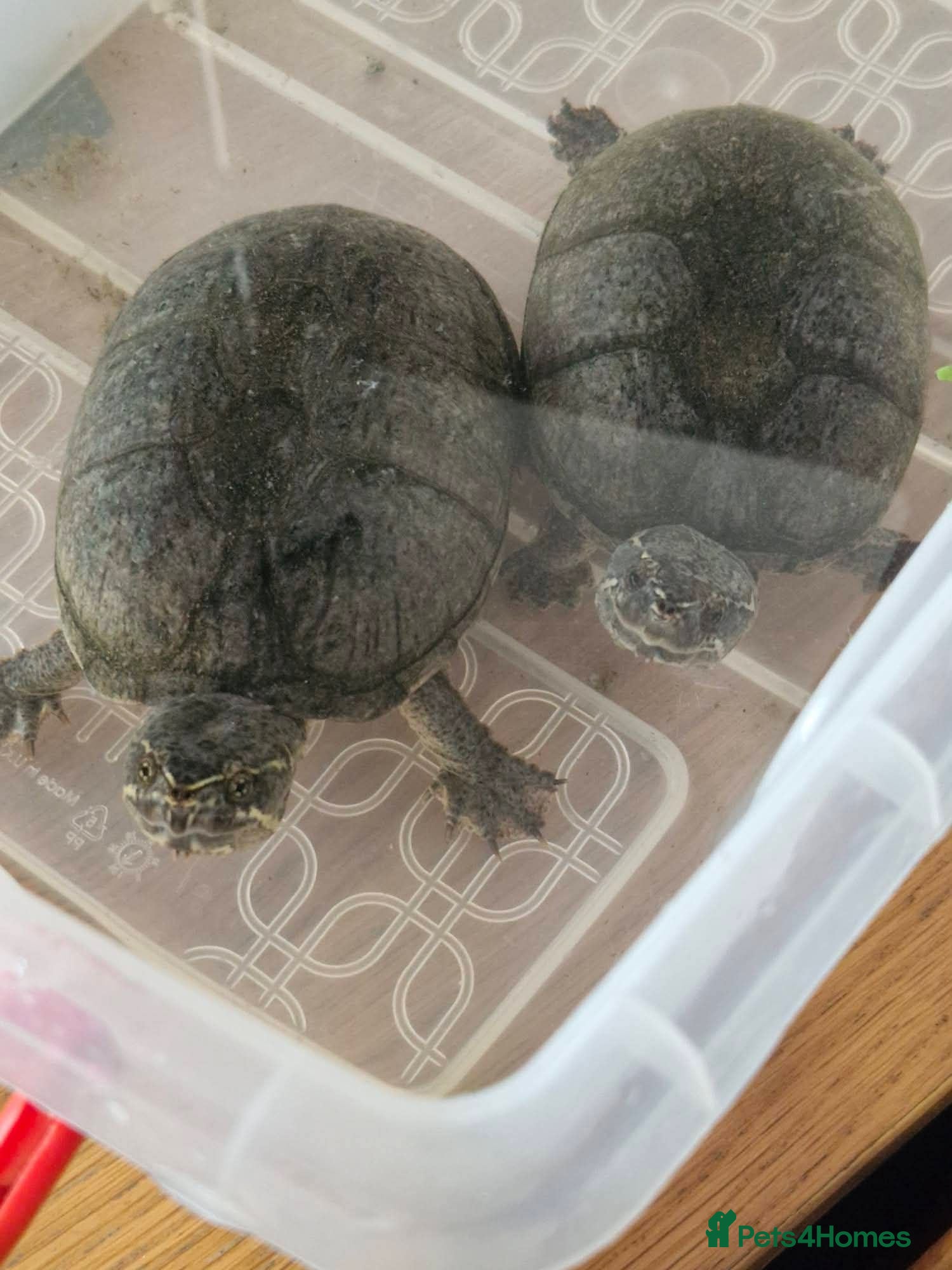 Turtle reptiles 2 musk turtles  - Advert 1