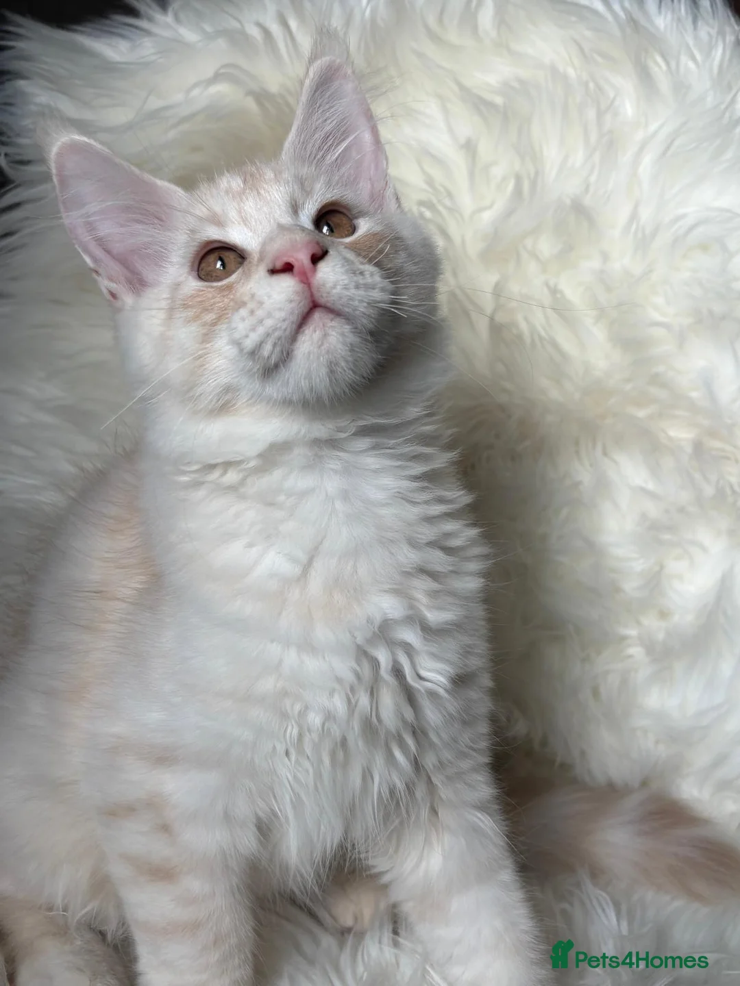 Maine Coon cats for sale: Our last kitten -TICA registered! - Advert 7