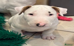 Bull Terrier dogs for sale: USA & UK Champion Bloodline English bull terriers  in Gateshead - Image 12