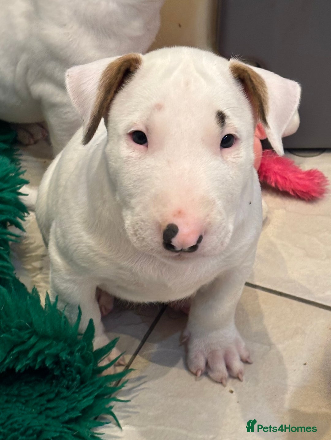 Bull Terrier dogs for sale: USA & UK Champion Bloodline English bull terriers  in Gateshead - Image 12