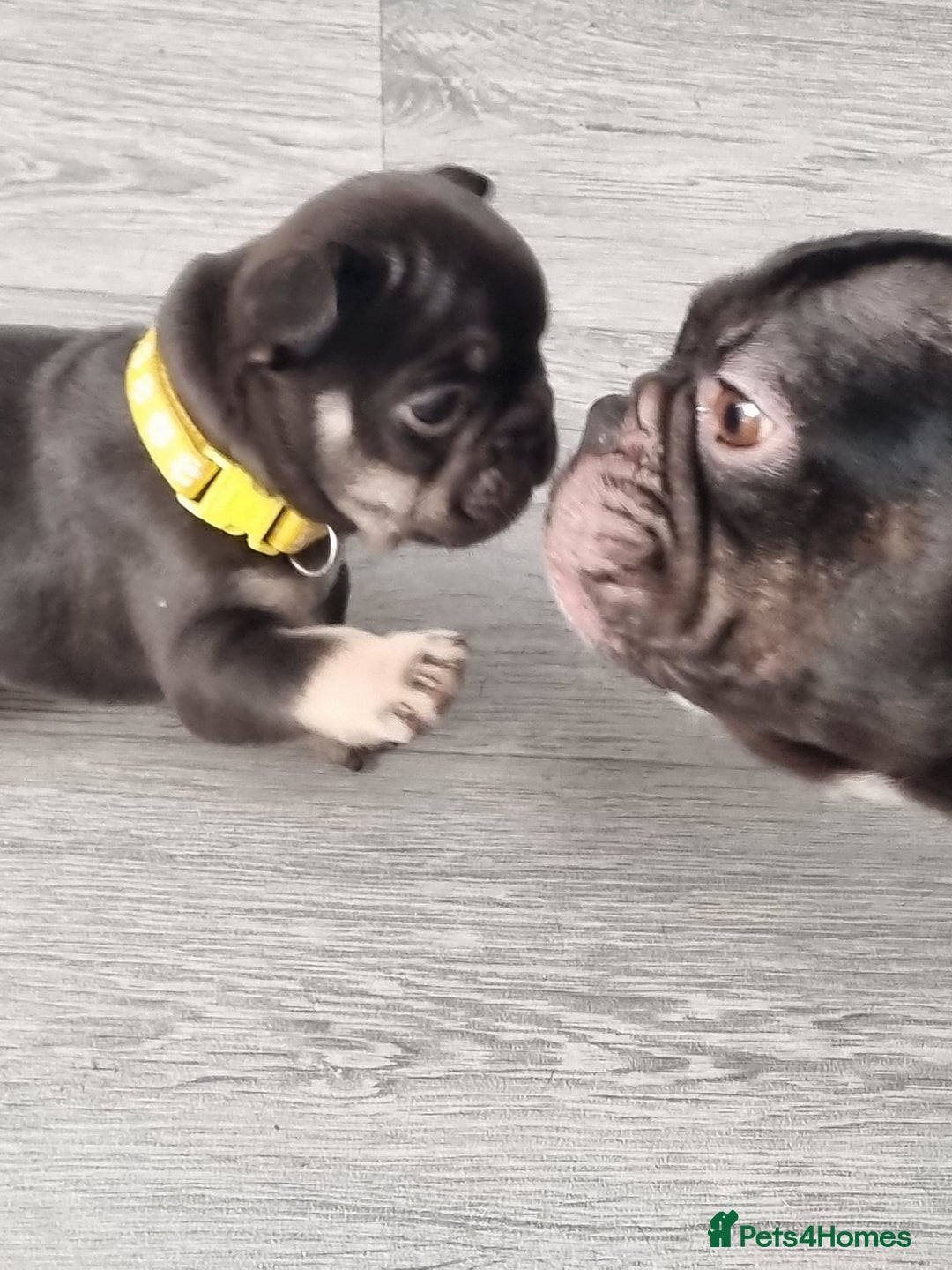 French Bulldog dogs for sale: 6 beautiful French bulldogs  - Advert 1