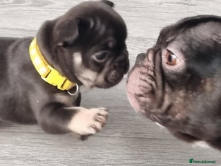 French Bulldog dogs 6 beautiful French bulldogs - Advert 16