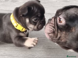 French Bulldog dogs 6 beautiful French bulldogs - Advert 3