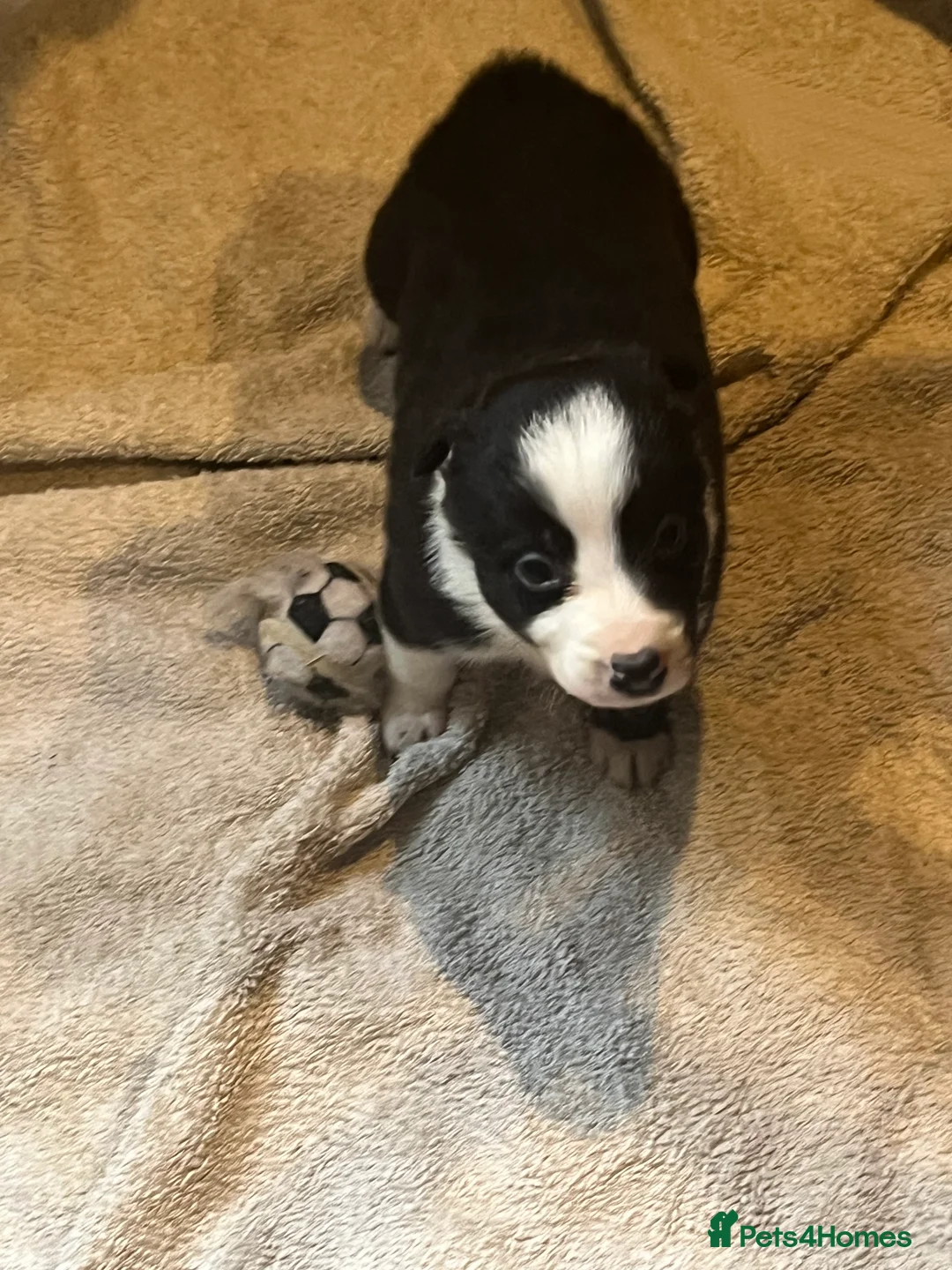 Border Collie dogs for sale: Border collie puppies, excellent litter!!  - Advert 15