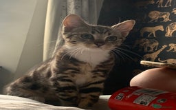 Mixed Breed cats for sale: Two gorgeous girls - Advert 8