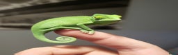 Chameleon reptiles for sale: 4yr Male Veiled Chameleon - Advert 11