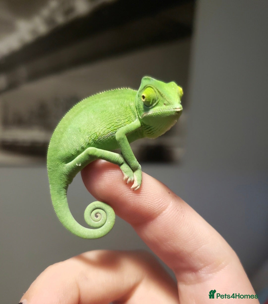 Chameleon reptiles for sale: 4yr Male Veiled Chameleon - Advert 11