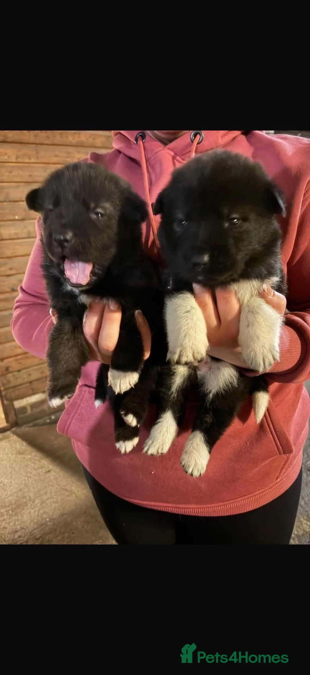 Akita dogs for sale: Akita Puppies in Robertsbridge - Advert 6
