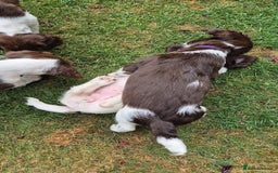 English Springer Spaniel dogs for sale: KC Reg. READY NOW. English Springer Spaniel 8 WKS - Image 31