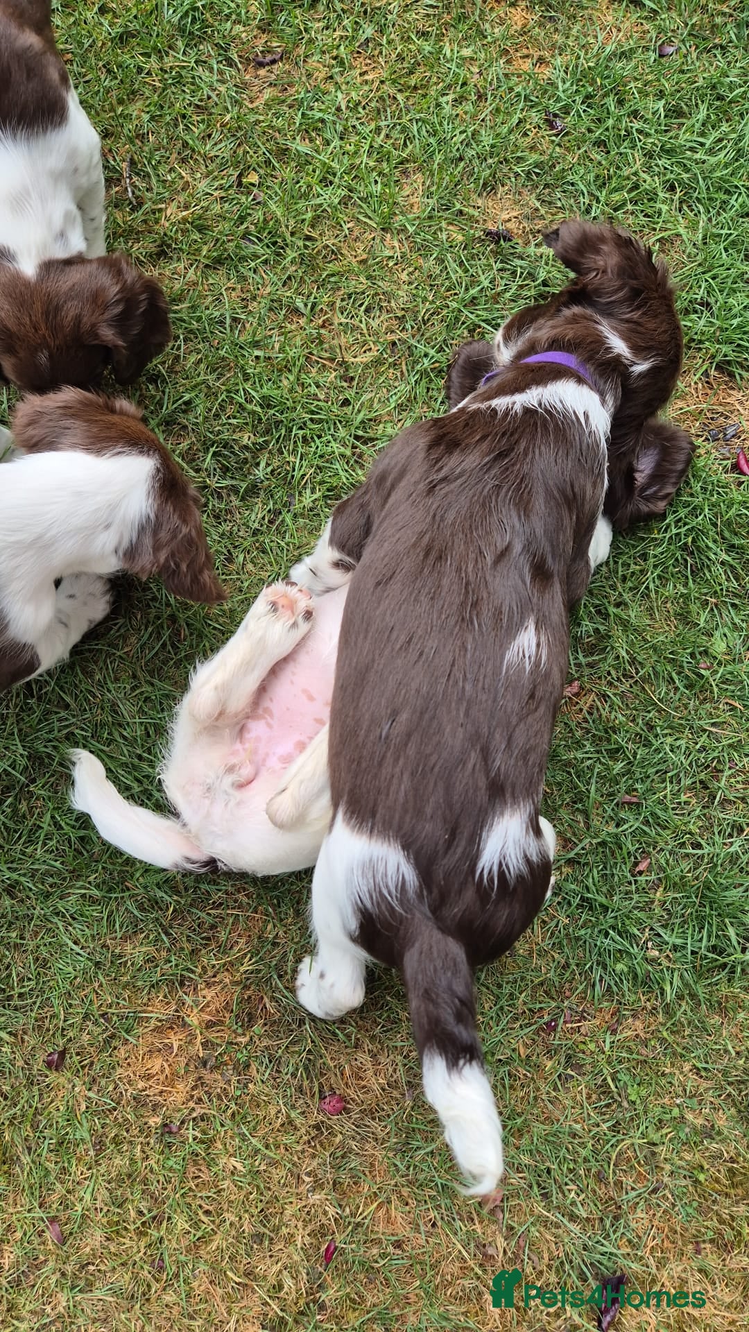 English Springer Spaniel dogs for sale: KC Reg. READY NOW. English Springer Spaniel 8 WKS - Image 31