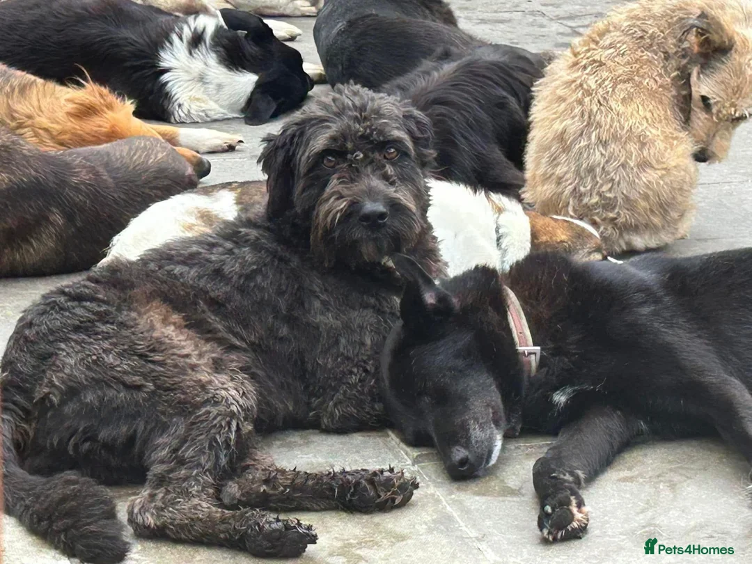 Mixed Breed dogs for adoption: Colby - Norwich Norfolk  in Norwich - Advert 24