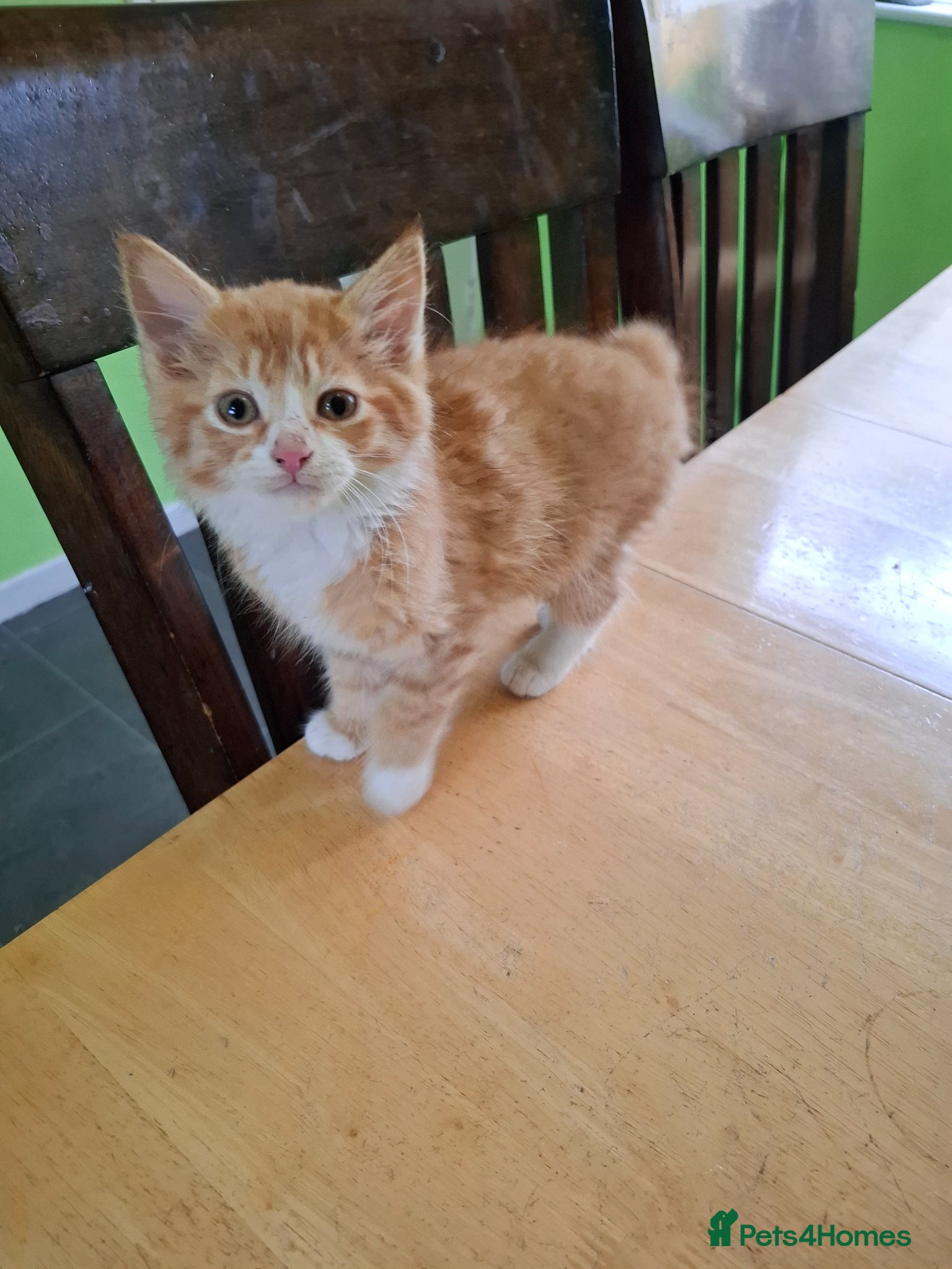 Mixed Breed cats for sale: Six 9 week old Kittens   - Advert 31