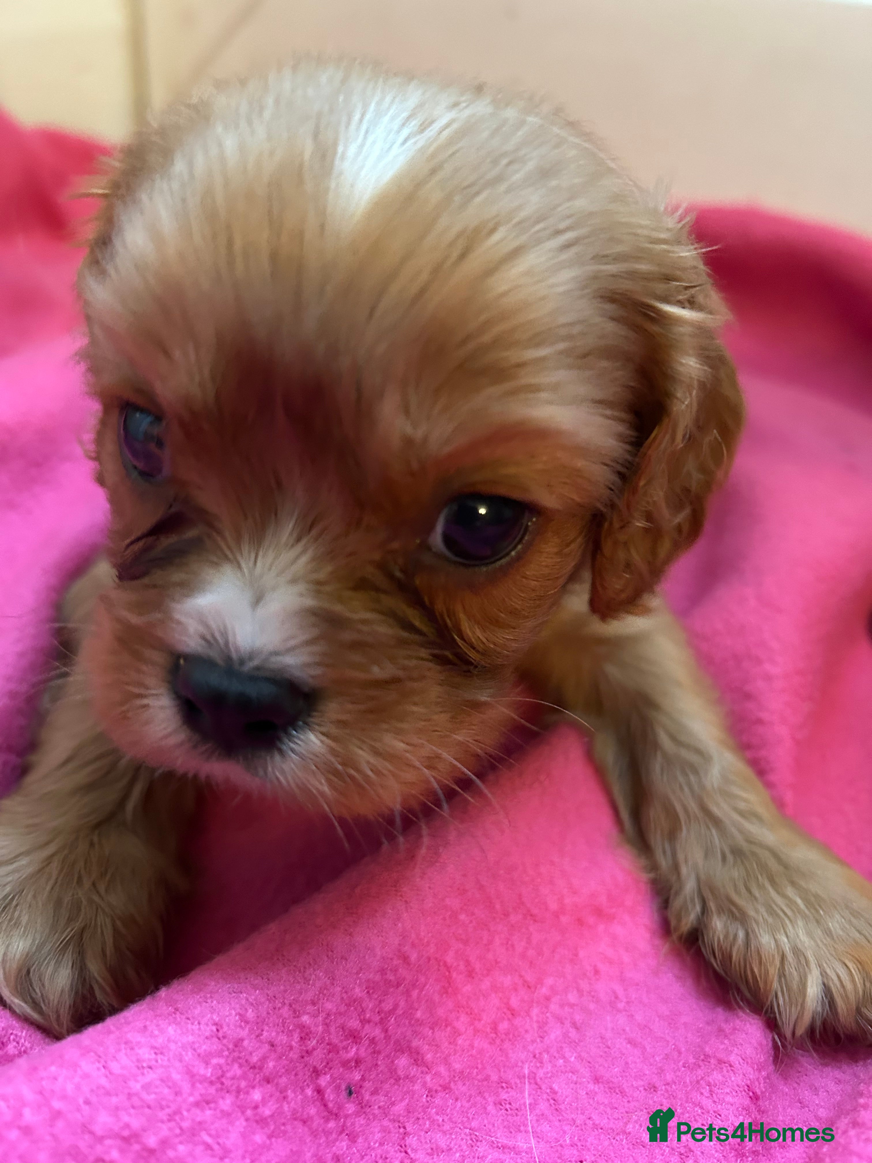 Cavalier King Charles Spaniel dogs Gorgeous Cavalier King Charles Spaniel Puppies - Advert 1
