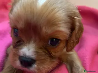 Cavalier King Charles Spaniel dogs Gorgeous Cavalier King Charles Spaniel Puppies - Advert 2