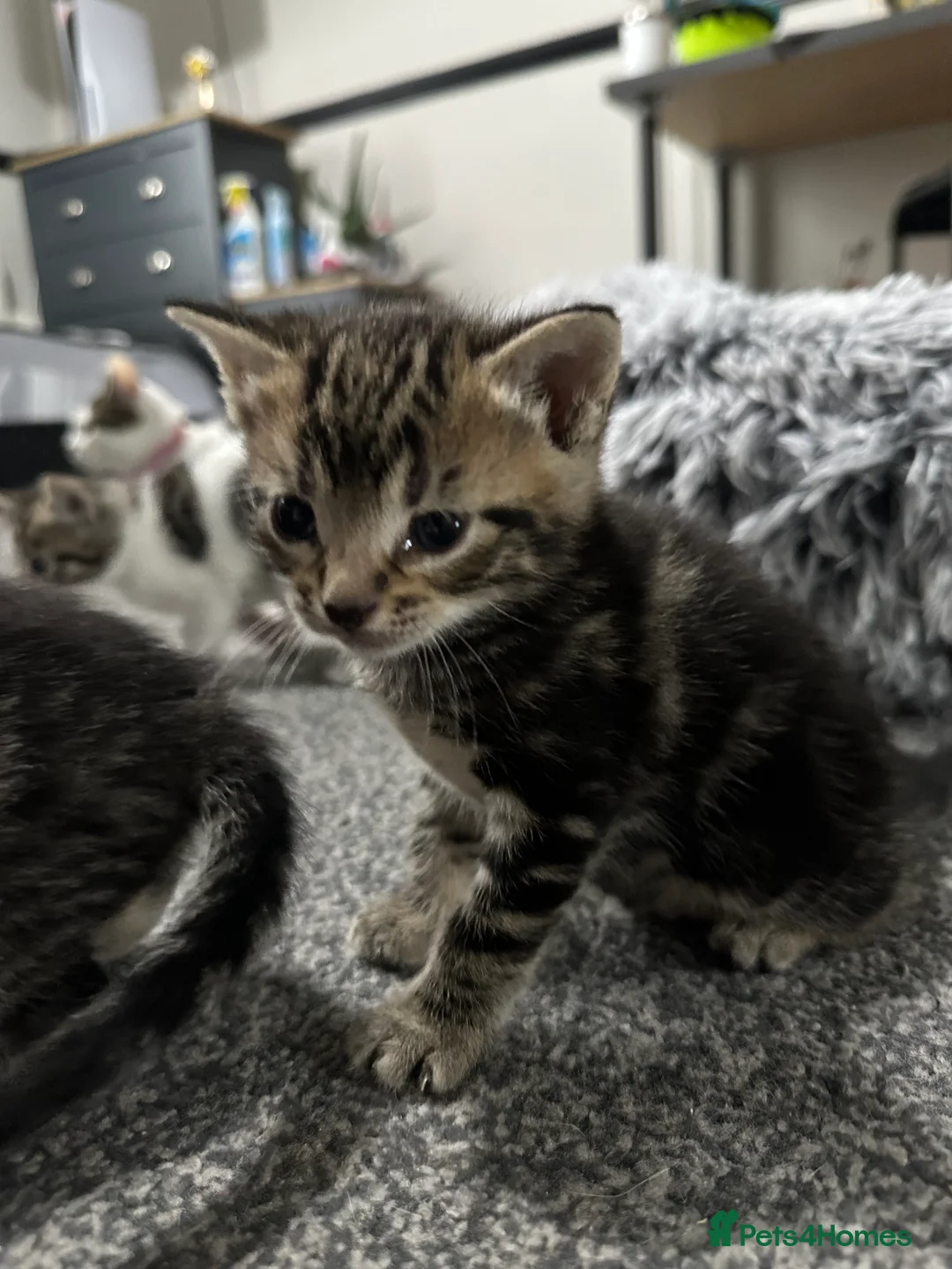 Mixed Breed cats for sale: Mixed male tabby boys  - Advert 14
