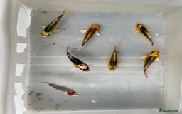 Koi Carp fish for sale: 💥QUALITY KOI CARP COLOURFUL NICE SELECTION💥 - Image 5