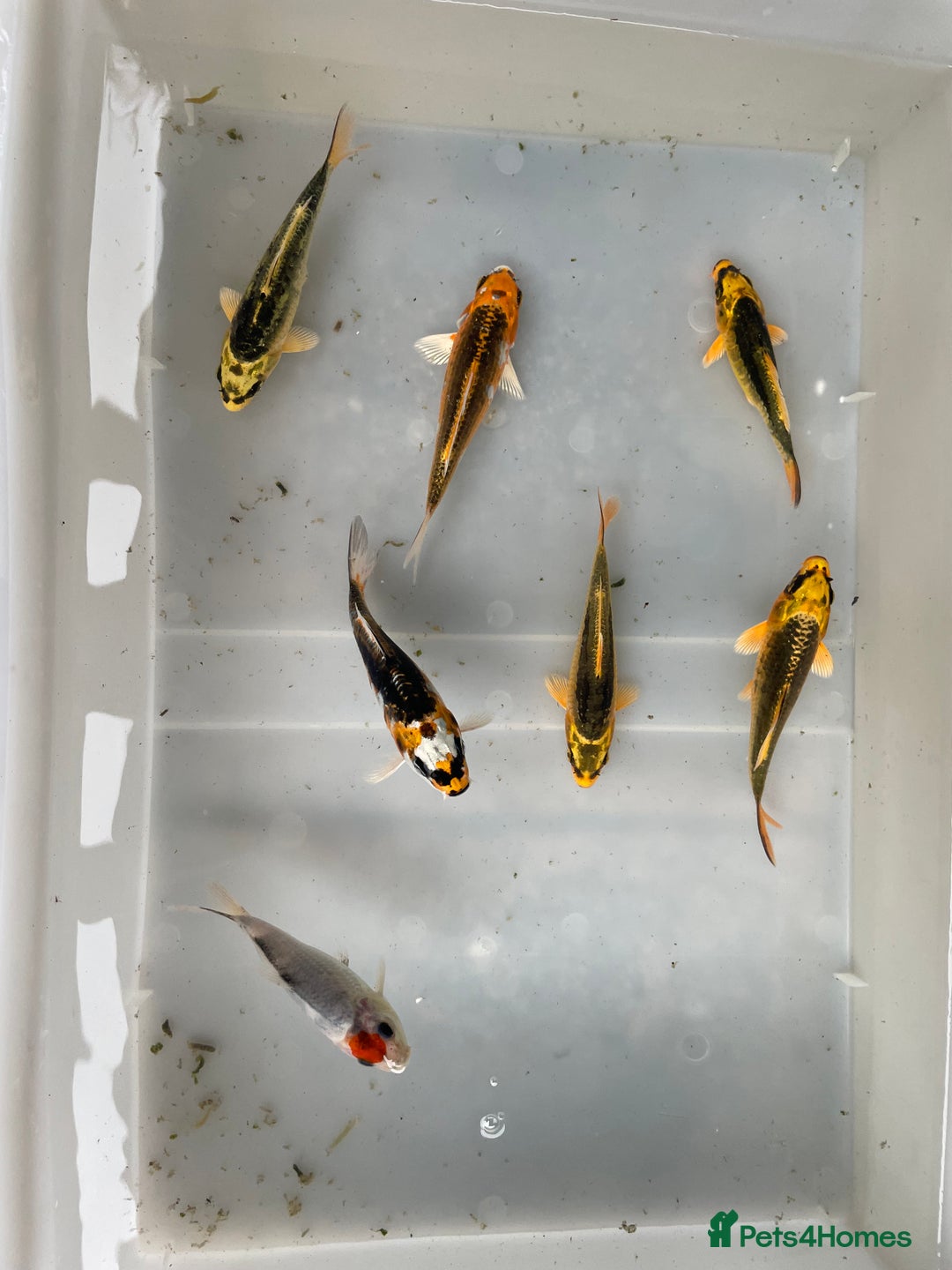 Koi Carp fish for sale: 💥QUALITY KOI CARP COLOURFUL NICE SELECTION💥 - Image 5